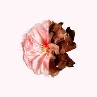 Irresistible  80ml-217051 Irresistible  80ml-217051 2